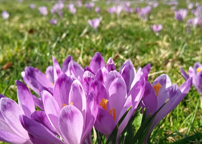 Tatra West Farm Dzianisz